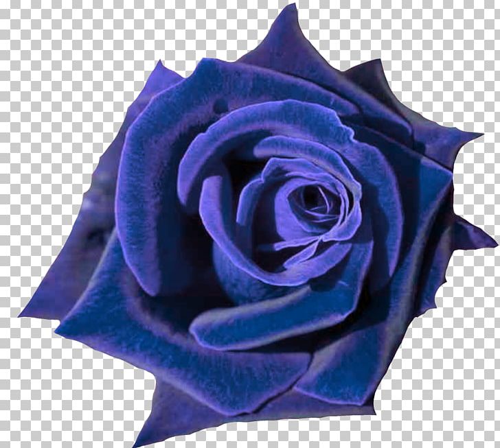 Rose Desktop Flower Bouquet PNG, Clipart, 8k Resolution, Blue, Blue Rose, Cobalt Blue, Cut Flowers Free PNG Download