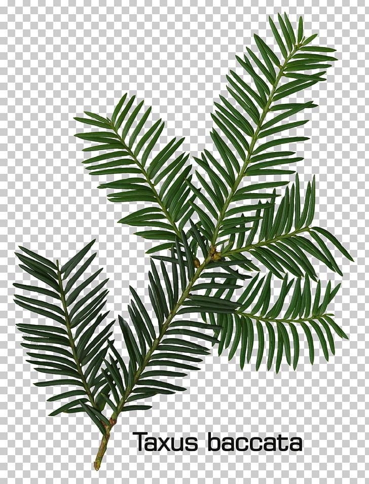 Fir English Yew Leaf Evergreen Conifers PNG, Clipart, Branch, Category, Common, Conifer, Conifer Cone Free PNG Download