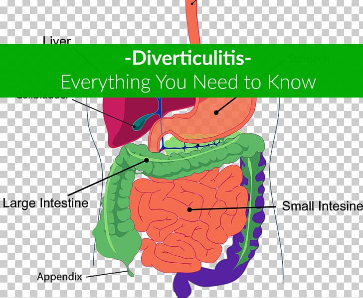 Human Digestive System Digestion Gastrointestinal Tract Human Body PNG, Clipart, Angle, Area, Diagram, Digestion, Digestive System Free PNG Download