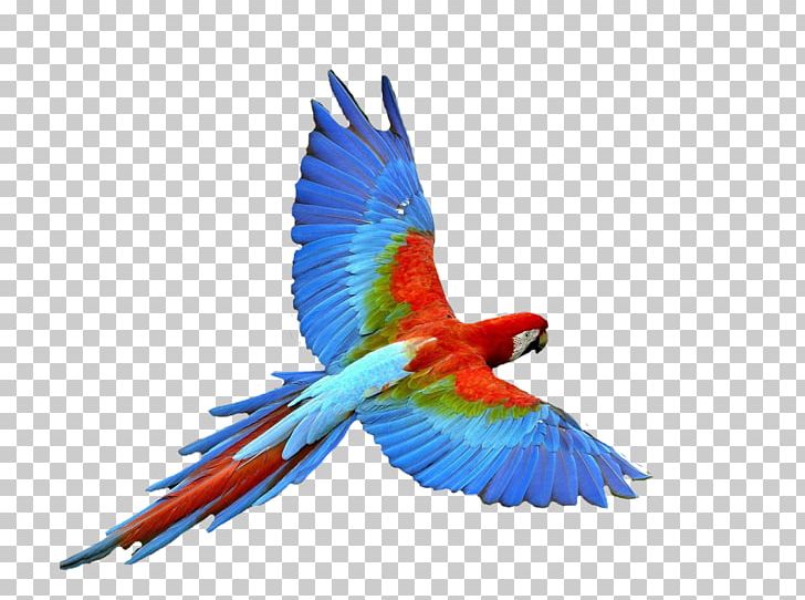 Parrot Bird Flight Dog PNG, Clipart, Airline Ticket, Animals, Beak, Bird, Common Pet Parakeet Free PNG Download