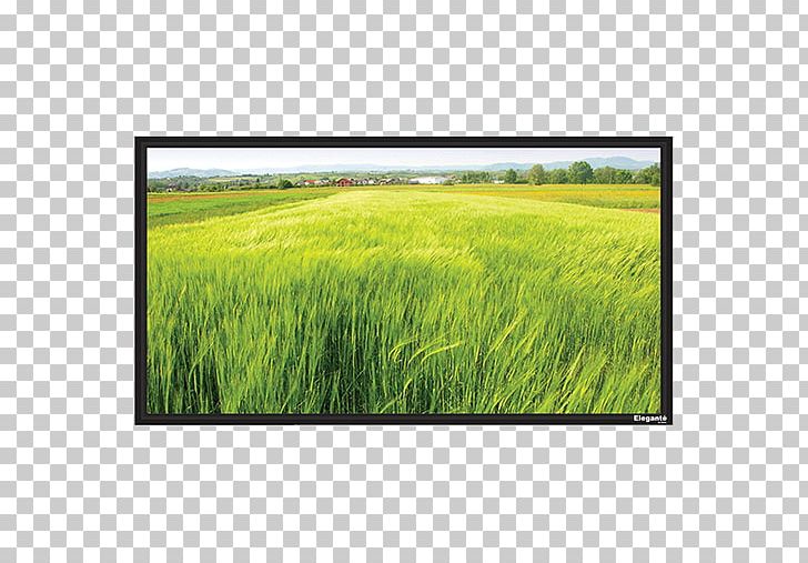 Projection Screens Multimedia Projectors Cinema PNG, Clipart, Agriculture, Behind The Screen, Bluray Disc, Cereal, Cinema Free PNG Download