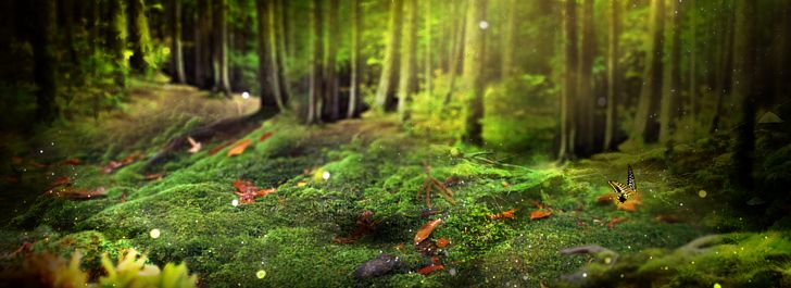 Background PNG, Clipart, Banner, Biome, Computer Wallpaper, Forest, Fundal Free PNG Download