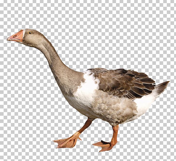 Duck Goose PNG, Clipart, Animal, Animals, Beak, Bird, Clipping Path Free PNG Download
