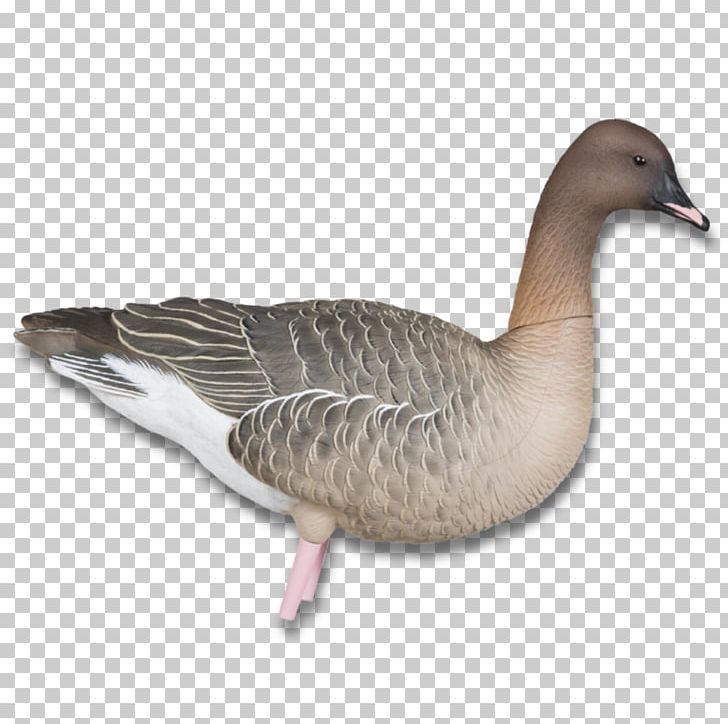 Pink-footed Goose Duck Canada Goose Hunting PNG, Clipart, Animals, Avian, Beak, Bird, Blaser Free PNG Download