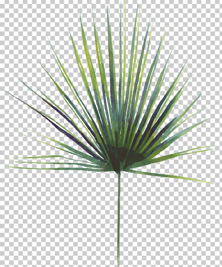 Asian Palmyra Palm Swiss Cheese Plant Leaf Saw Palmetto Extract PNG, Clipart, Arecales, Asian Palmyra Palm, Borassus, Borassus Flabellifer, Grass Free PNG Download