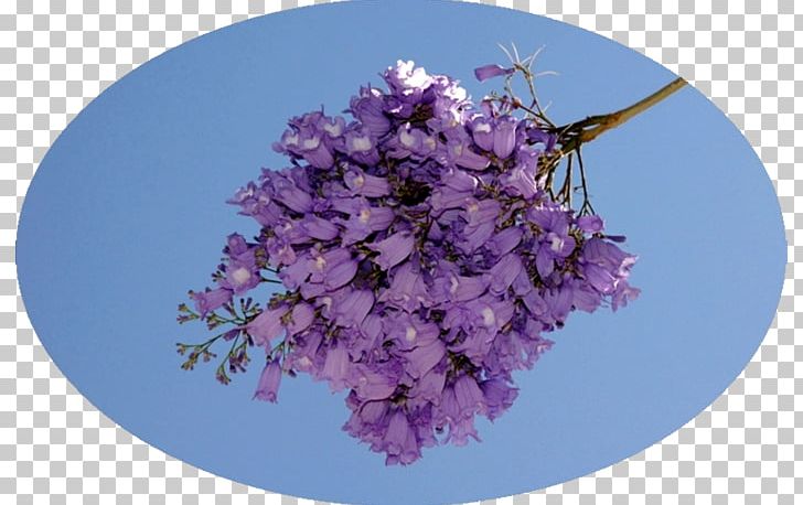 Cherry Blossom Lilac ST.AU.150 MIN.V.UNC.NR AD PNG, Clipart, Blossom, Cherry, Cherry Blossom, Flower, Lavender Free PNG Download