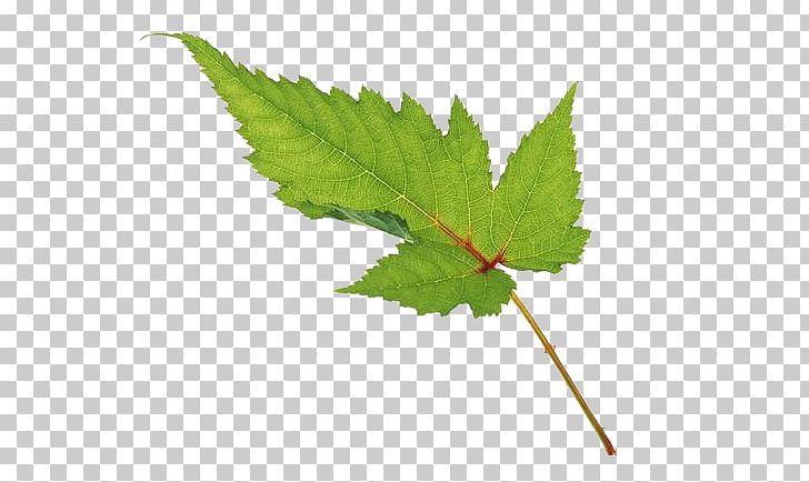Leaf Tea PNG, Clipart, Autumn Leaves, Banana Leaves, Deciduous, Download, Fall Leaves Free PNG Download