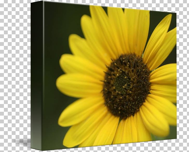 Sunflower M PNG, Clipart, Daisy Family, Flower, Flowering Plant, Others, Petal Free PNG Download