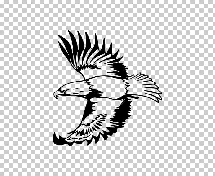 Eagle Drawing PNG, Clipart, Animals, Art, Bald Eagle, Beak, Bird Free PNG Download