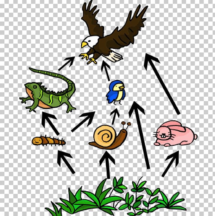 Food Web Consumer Food Chain Ecosystem Ecological Stability PNG, Clipart, Abiotic Component, Art, Artwork, Beak, Biodiversity Free PNG Download