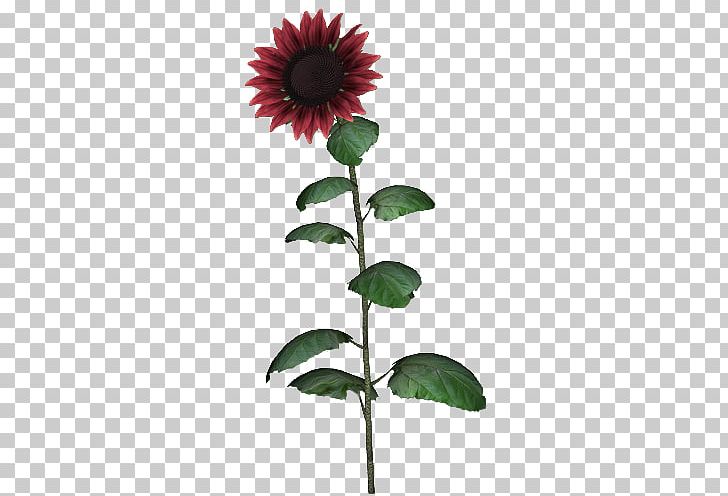 Common Sunflower Coneflower Annual Plant Flowerpot Herbaceous Plant PNG, Clipart, Annual Plant, Aycicegi, Common Sunflower, Coneflower, Daisy Family Free PNG Download