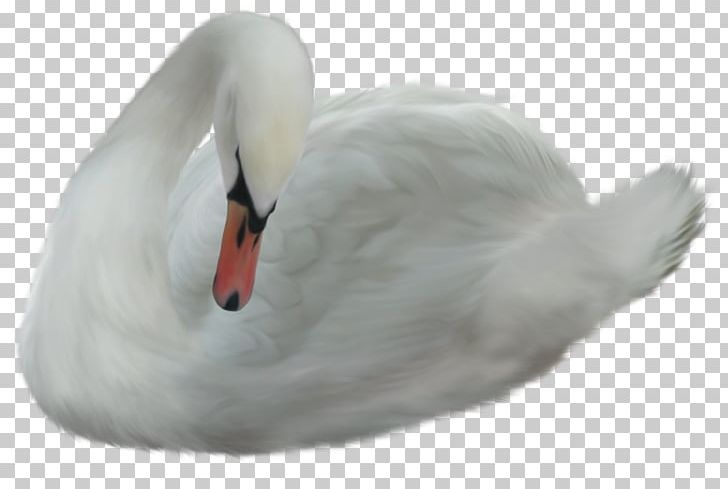 Cygnini Duck Bird PNG, Clipart, Animals, Animals , Bird, Cygnini, Fauna Free PNG Download