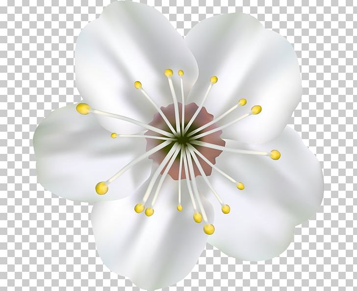 Desktop Animation PNG, Clipart, Animation, Blossom, Blue, Cherry Blossom, Desktop Wallpaper Free PNG Download