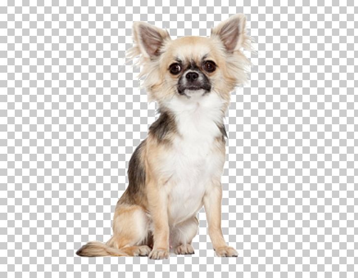 Pomeranian Chihuahua Bichon Frise Maltese Dog Yorkshire Terrier PNG, Clipart, Animals, Bichon Frise, Breed, Carnivoran, Chihuahua Free PNG Download