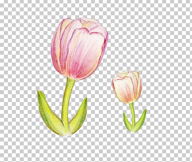 Tulip Watercolor Painting Colored Pencil PNG, Clipart, Abstract Art, Color, Color Of Lead, Cut Flowers, Day Free PNG Download