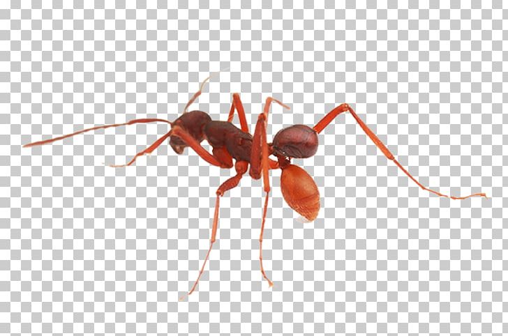 Beetle Army Ant Coleoptera Histeridae Coleoptera PNG, Clipart, Animals, Ant, Army Ant, Arthropod, Beetle Free PNG Download