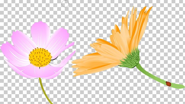 Chrysanthemum PNG, Clipart, Chart, Chrysanthemum Chrysanthemum, Chrysanthemums, Computer Wallpaper, Daisy Family Free PNG Download