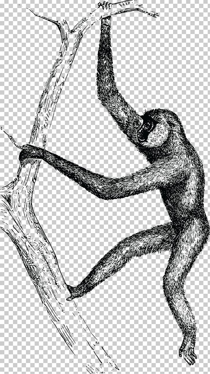 Gibbon Homo Sapiens PNG, Clipart, Animal, Animals, Ape, Arm, Art Free PNG Download