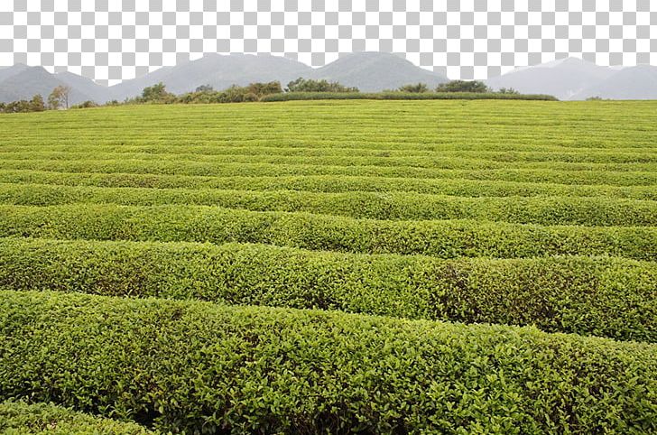 Green Tea Tea Garden PNG, Clipart, Agriculture, Background Green, Crop, Farm, Field Free PNG Download