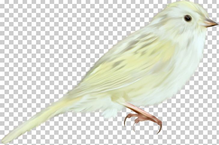 House Sparrow Bird Domestic Canary Finch PNG, Clipart, American Sparrows, Animal, Animals, Bird, Common Pet Parakeet Free PNG Download
