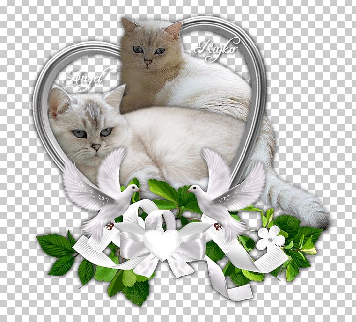 Kitten Turkish Van Whiskers Domestic Short-haired Cat British Shorthair PNG, Clipart, Animals, British Shorthair, Carnivoran, Cat, Cat Like Mammal Free PNG Download
