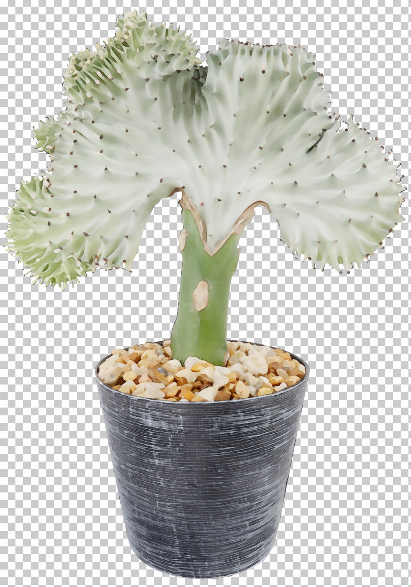 Cactus PNG, Clipart, Cactus, Flower, Flowerpot, Hedgehog Cactus, Houseplant Free PNG Download