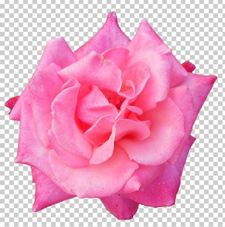 Garden Roses Belur Math Centifolia Roses Floribunda PNG, Clipart, Belur Math, Centifolia Roses, China Rose, Cut Flowers, Family Free PNG Download