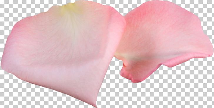 Petal Garden Roses Pink Flower PNG, Clipart, Content Management System, Divination, Flower, Fortunetelling, Garden Roses Free PNG Download