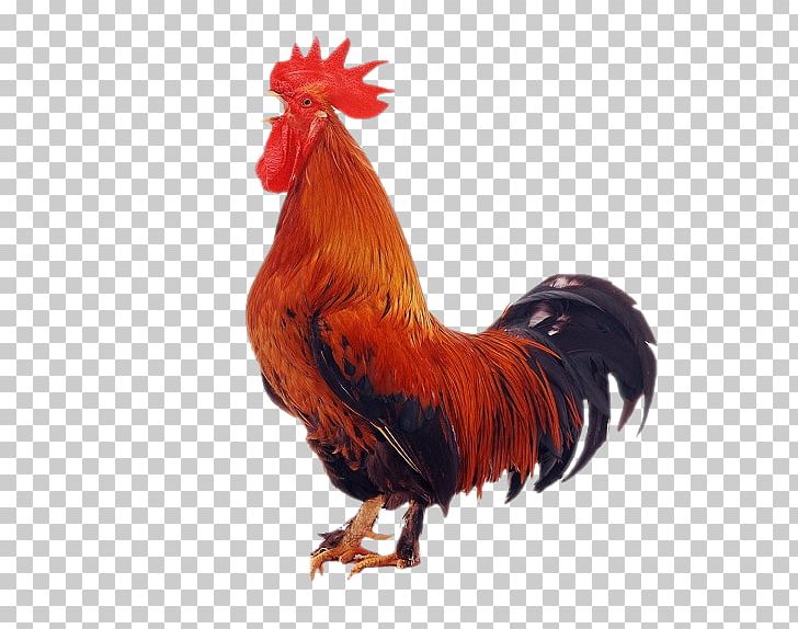 Rhode Island Red Ameraucana Rooster Cochin Chicken PNG, Clipart, Ameraucana, Beak, Bird, Chicken, Cochin Chicken Free PNG Download