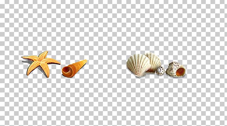 Seashell Icon PNG, Clipart, Beach, Beach Material, Body Jewelry, Designer, Egg Shell Free PNG Download
