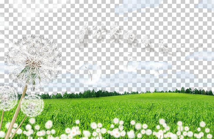 Dandelion Stomach PNG, Clipart, Advertising, Clouds, Computer Wallpaper, Dandelions, Dandelion Vector Free PNG Download
