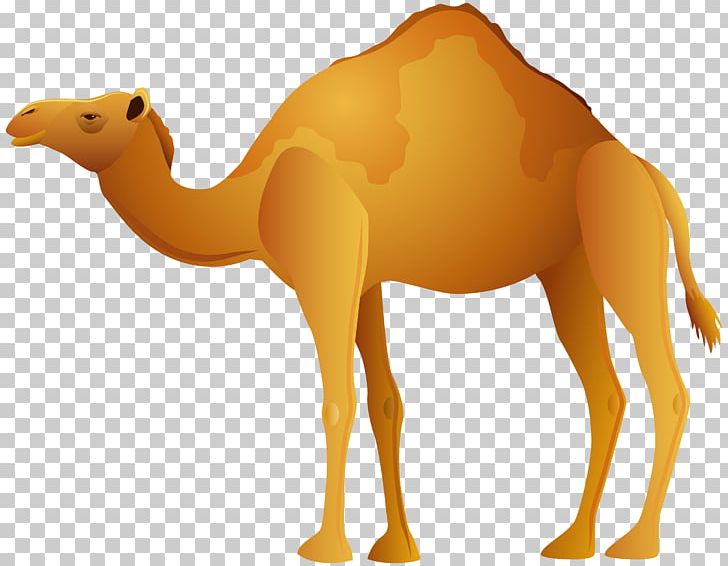 Dromedary Bactrian Camel PNG, Clipart, Animal Figure, Animals, Arabian Camel, Bactrian Camel, Camel Free PNG Download