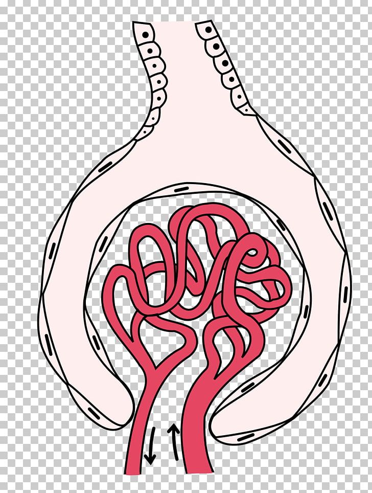 Glomerulus Kidney Capillary Bowman's Capsule Renal Corpuscle PNG, Clipart, Afferent Arterioles, Area, Arteriole, Blood, Bowmans Capsule Free PNG Download
