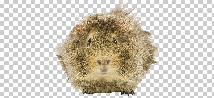 Guinea Pig Whiskers Holiday Snout PNG, Clipart, Animals, Birthday, Domuz, Fauna, Fur Free PNG Download