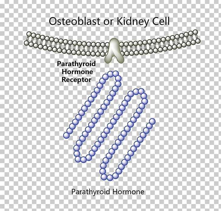 Parathyroid Hormone Parathyroid Gland Abaloparatide Teriparatide Pasireotide PNG, Clipart, Abaloparatide, Blue, Body Jewelry, Circle, Fashion Accessory Free PNG Download