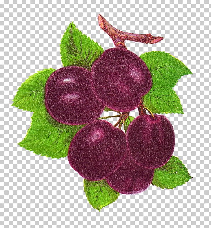Plum Fruit Computer Icons PNG, Clipart, Apricot, Art, Berry, Blog, Boysenberry Free PNG Download