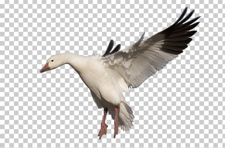 Snow Goose Bird PNG, Clipart, Animals, Beak, Bird, Computer Icons, Download Free PNG Download