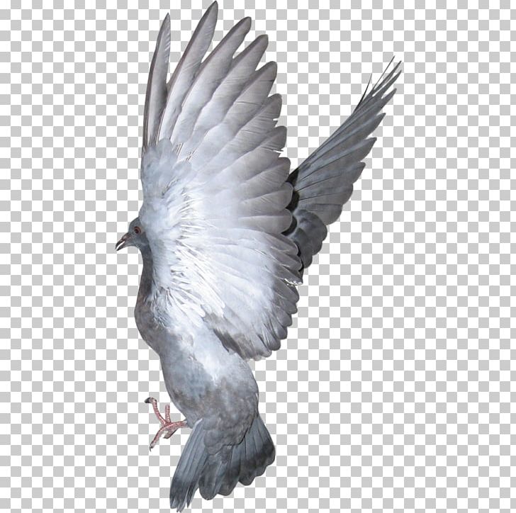 Columbidae Bird PNG, Clipart, Angel Wing, Angel Wings, Animal, Beak, Bird Of Prey Free PNG Download
