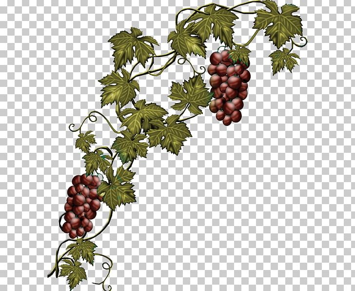 Common Grape Vine Wine Concord Grape PNG, Clipart, Branch, Common Grape Vine, Concord Grape, Dried Fruit, Flowering Plant Free PNG Download