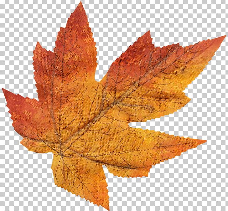 Maple Leaf Tree PNG, Clipart, Food Drinks, Leaf, Maple, Maple Leaf, Maple Tree Free PNG Download