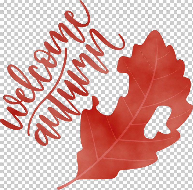 Maple Leaf PNG, Clipart, Autumn, Dracaena, Dragon Tree, Leaf, Maple Free PNG Download