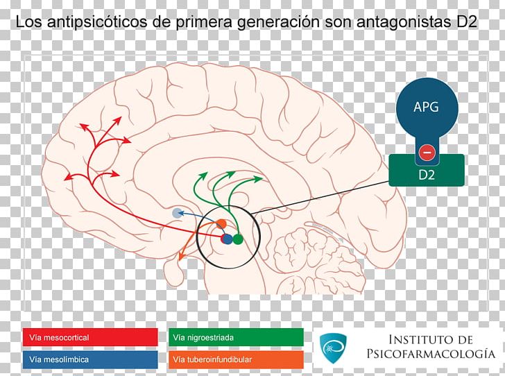 Brain Dopaminergic Pathways Mesocortical Pathway Nigrostriatal Pathway PNG, Clipart, Agy, Antipsychotic, Area, Brain, Bullet Points Free PNG Download