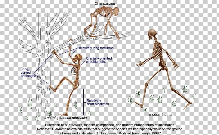 Chimpanzee Neanderthal Primate Bipedalism Human Evolution PNG, Clipart, Anatomy, Ape, Aquatic Ape Hypothesis, Area, Art Free PNG Download