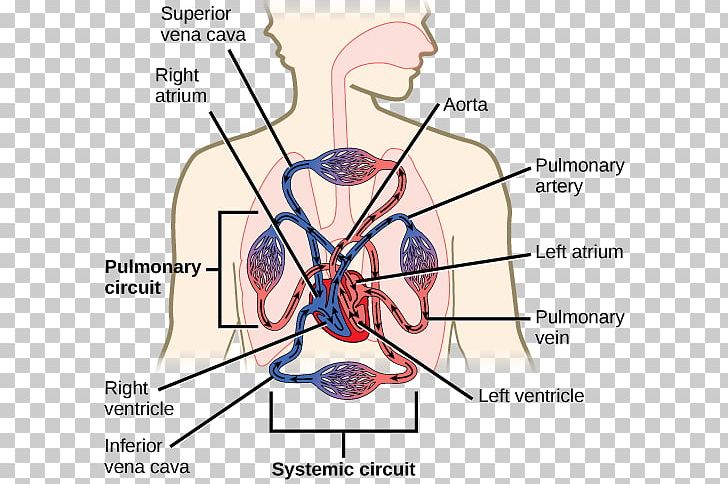 Circulatory System Blood Vessel Gas Exchange Respiratory System PNG, Clipart, Abdomen, Angle, Area, Artery, Biology Free PNG Download