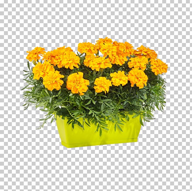 Cut Flowers Yellow Blume2000.de Blumenversand PNG, Clipart, Annual Plant, Balcony, Blume, Blume2000de, Blumenversand Free PNG Download