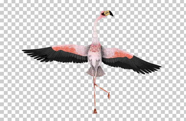 Water Bird Greater Flamingo Beak PNG, Clipart, Animal, Animals, Art, Beak, Bird Free PNG Download
