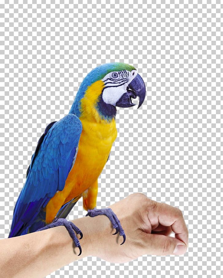 Budgerigar Eclectus Parrot Bird Macaw PNG, Clipart, Animal, Animals, Beak, Clips, Common Pet Parakeet Free PNG Download
