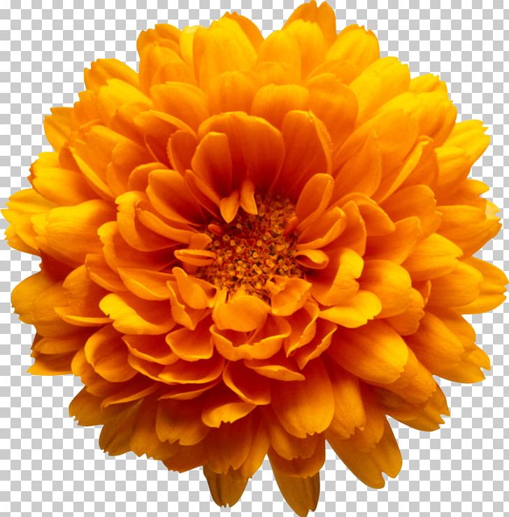 Chrysanthemum Marriage Make Up Flower Book PNG, Clipart, Annual Plant, Blue, Book, Calendula, Chrysanthemum Free PNG Download