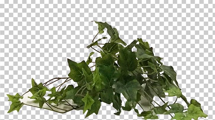 Leaf Vegetable Herb Tree PNG, Clipart, Grass, Herb, Ivy, Leaf, Leaf Vegetable Free PNG Download