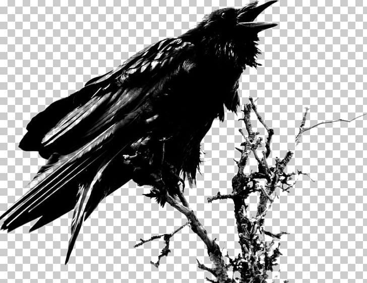 The Raven Common Raven PNG, Clipart, Allan, American Crow, Baltimore Ravens, Beak, Bird Free PNG Download